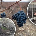 Ei agrokuiteikä lehtiä: miten suojata viinirypäleiden taimet pakkasilta ja sulamisilta?