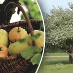 Ei tarvitse kaataa: miten nuorentaa vanha omenapuu?