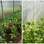 Ennätyssato yllättää jopa naapurit: miten kastella maaperä nopeasti kasvihuoneessa