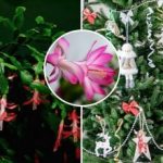 Joulukuu kukkii joulupäivänä: salaisuus ei ole ruokinnassa vaan lämpötilassa.