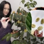 Kahvipuu asunnossa: ukrainalaisnainen on viljellyt omaa kahviaan jo 8 vuotta