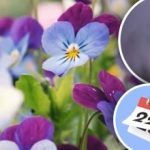 Kevät kukkii matossa: Puutarhuri kertoi, milloin kylvää kukkia talven alle