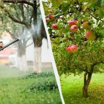 Kirvat eivät enää koskaan koske omenapuihin: tehokas kahden ainesosan ratkaisu.