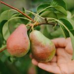 Kuinka karsia päärynäpuu oikein saadaksesi valtavan sadon: puutarhureiden vinkit