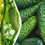 Kurkut kestävät pakkaseen asti: mitä lajikkeita voidaan kylvää syyskuussa. Kurkut kestävät pakkaseen asti: mitä lajikkeita voidaan kylvää syyskuussa.