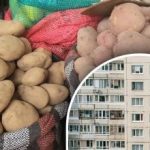 Laita se perunan päälle: helppo tapa säilyttää parvekkeella oleva vihannes