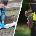 Lämpömittarin tämän merkin kohdalla rypäleet on peitettävä: ilman tätä ne