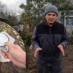 Maaperän kalkitseminen: puutarhuri selitti, milloin ja miten menettely toteutetaan.