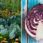 Miksi kaali kuihtuu sängyssä: kyse on sen naapureista.