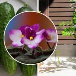 Miksi kaupan kukat kuihtuvat kotona: salaisuus on ruokinnassa, josta myyjät