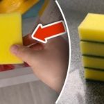 Miksi laittaa sieni pakastimeen: yksinkertainen temppu poistaa valtavan ongelman