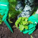 Milloin istuttaa mansikoita syksyllä poimia ämpäreitä marjoja keväällä: tärkeät säännöt Milloin istuttaa mansikoita syksyllä poimia ämpäreitä marjoja keväällä: tärkeät säännöt