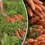Mistä tietää, milloin porkkanat ovat kypsiä – parhaat sadonkorjuupäivät