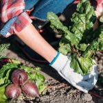 Mitä ei kannata kasvattaa vihannespuutarhassa: puutarhurit nimesivät 5 ongelmallista kasvia,