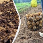 Mitä haudata maahan syksyllä perunoiden alle: kesällä keräät kolminkertaisen sadon.