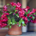 Mitä joulukuuselle syötetään, jotta se kukkii: puutarhurit ovat nimenneet edullisen ja tehokkaan lannoitteen Mitä joulukuuselle syötetään, jotta se kukkii: puutarhurit ovat nimenneet edullisen