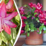 Miten dekabrista saadaan kukkimaan jouluksi?