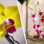 Miten hoitaa orkidea talvella, jotta se ei mätäne ja kukkii