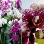 Miten orkideat, geraniumit ja orvokit saadaan kukkimaan 365 päivää vuodessa: