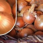 Miten säilyttää sipulit niin, että ne eivät itäne ennen kesää: puutarhuri on paljastanut yksinkertaisen menetelmän Miten säilyttää sipulit niin, että ne eivät itäne ennen kesää: