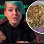 Miten valita siiderikasvit ja yllättää naapurit sadolla: puutarhuri antoi tehokkaita