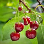 Miten valmistella kirsikoita talveksi suuren sadon keräämiseksi: puutarhurit paljastivat salaisuudet