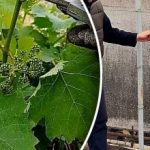 Miten viinirypäleitä ei saa karsia: virheet, jotka aiheuttavat satotappioita