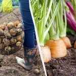 Näitä 7 kasvia ei voi istuttaa perunoiden jälkeen seuraavana vuonna: