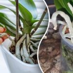 Orkideat levittäytyvät kaoottisesti – yksinkertainen menetelmä ”karkaavien” juurien taltuttamiseksi