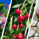 Puutarhurit ovat nimenneet 8 puuta, joita ei pidä karsia syksyllä.