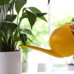 Rauhallinen lilja lakkaa kellastumasta ja herää henkiin muutamassa tunnissa: todistettu