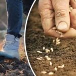 Sadonkorjuu ei epäonnistu: puutarhuri on ilmoittanut parhaan ajankohdan porkkanoiden istuttamiselle