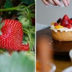 Sadonkorjuu on kuukauden kulutt miten kasvattaa mansikoita kotona ikkunalaudalla Sadonkorjuu on kuukauden kulutt miten kasvattaa mansikoita kotona ikkunalaudalla