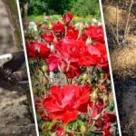 Suojaa muutamassa tunnissa: yksinkertainen "hengittävä" tapa peittää ruusut talveksi. Suojaa muutamassa tunnissa: yksinkertainen ”hengittävä” tapa peittää ruusut talveksi.