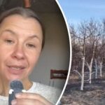 Syy, josta harva tietää: miksi puut valkataan syksyllä?