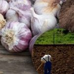 Talvi valkosipuli ei pidä siitä: puutarhuri löysi salaisuuden täydellinen sänky