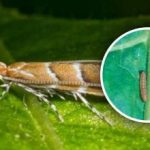 Uusi tuholaisten invaasio Ukrainassa: 80 prosenttia viljelykasveista on uhattuna, miten