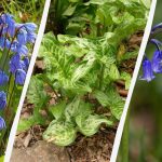 Vaaralliset sipulit: 5 kasvia, joita ei kannata istuttaa puutarhaan.