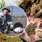 Valkosipuli kasvaa kuin hiiva: miten valmistella sängyt syksyllä