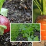 Vihannespuutarha syyskuussa: mitä kylvää, jotta voit nauttia vihanneksista ja vihanneksista