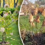 Virheellinen karsinta ”varastaa” koon: miten karsia hortensia rehevää kukintaa varten.