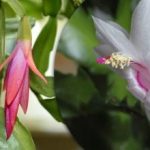 Yksi ampulli ja kasvi kukkii: dekabrista on nimetty pennin apteekkilääke