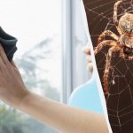 Yksi tuote puhdistaa ikkunat kiiltäviksi ja pääsee eroon hämähäkeistä: epätavallinen