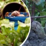 Yksinkertainen toiminta elokuussa: puutarhuri kertoi, miten punajuuret tehdään makeiksi ja